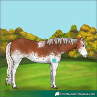 Horse Color:White Spotted Silver Bay