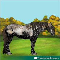 Horse Color:Void White Spotted Buckskin Ice Onyx Splash Tobiano