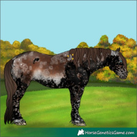 Horse Color:Void White Spotted Liver Chestnut Ice Splash Tobiano 