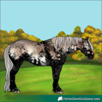 Horse Color:Void White Spotted Silver Brown Ice Onyx Sabino Splash Appaloosa