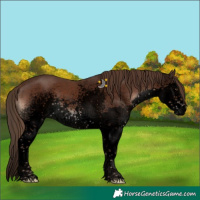 Horse Color:Void White Spotted Liver Chestnut Splash Tobiano