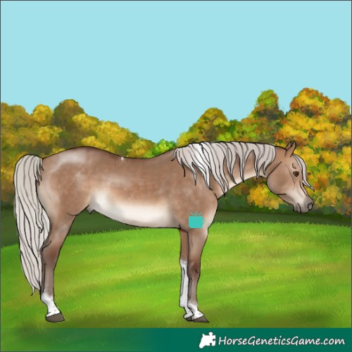 Horse Color:Silver Brown Dun Tobiano Rabicano 