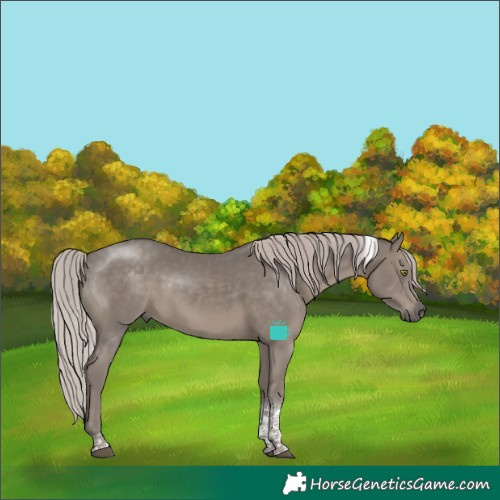 Horse Color:Silver Black Tobiano Rabicano 