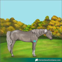 Horse Color:Silver Black Tobiano Rabicano