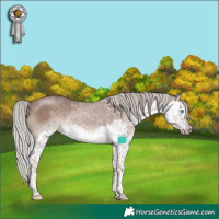 Horse Color:Silver Grullo Sabino Splash Tobiano