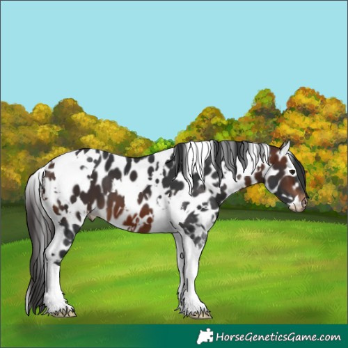 Horse Color:White Spotted Brown Tobiano Skewed LP Spotted 