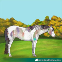 Horse Color:Nacre White Spotted Brown Dun Tobiano