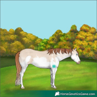 Horse Color:Red Dun Sabino Splash Frame Varnish