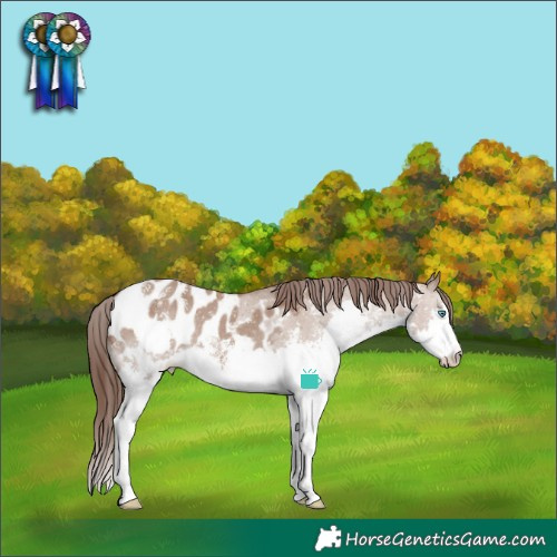 Horse Color:Liver Red Dun Sabino Splash Blanket