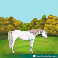 Horse Color:Red Dun Roan Splash Near Leopard 