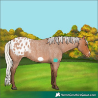 Horse Color:Silver Bay Roan Frame Appaloosa