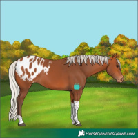 Horse Color:Silver Bay Tobiano Blanket