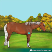 Horse Color:Silver Bay Tobiano