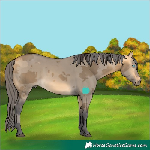 Horse Color:Buckskin Dun Merle 