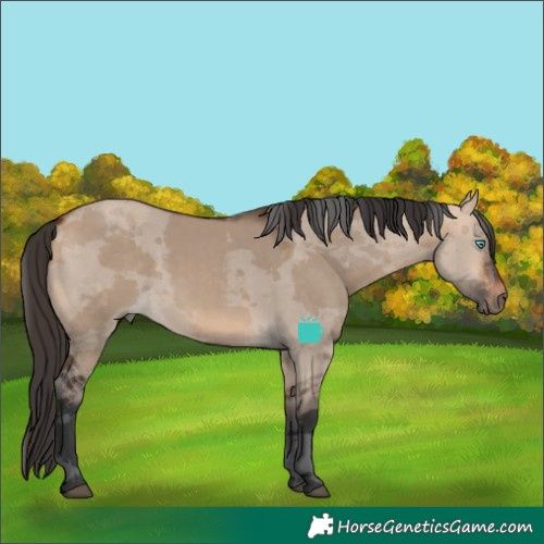 Horse Color:Bay Dun Merle 