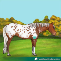 Horse Color:Silver Bay Tobiano Blanket