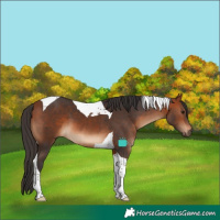 Horse Color:Bay Tobiano 