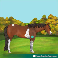 Horse Color:Bay Tobiano