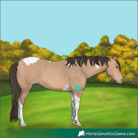 Horse Color:Amber Champagne Tobiano 