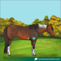 Horse Color:Bay Tobiano 