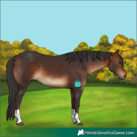 Horse Color:Bay Tobiano 