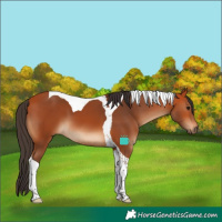 Horse Color:Bay Tobiano 