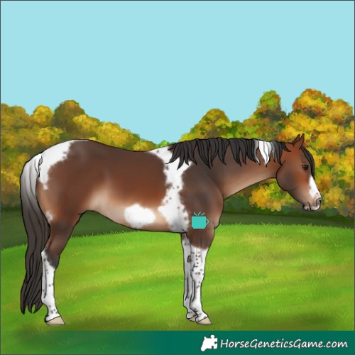 Horse Color:Bay Tobiano Frame 
