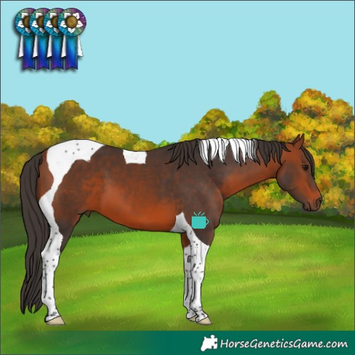 Horse Color:Bay Tobiano