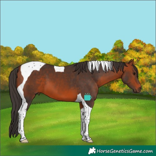 Horse Color:Bay Tobiano 