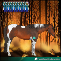 Horse Color:Bay Tobiano 