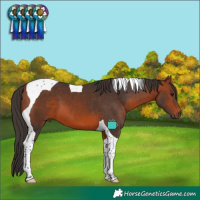 Horse Color:Bay Tobiano 
