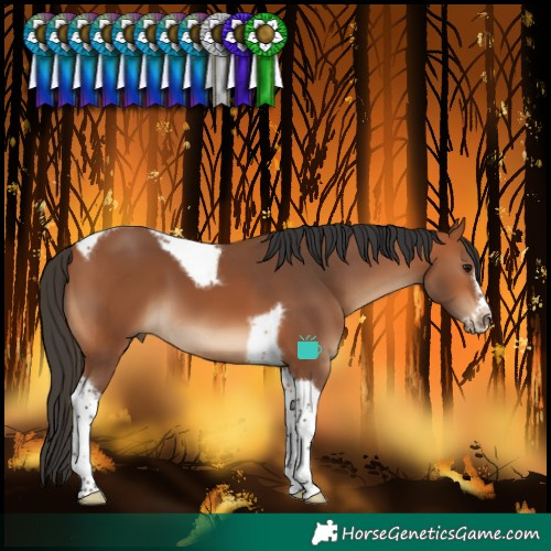 Horse Color:Bay Tobiano Frame 