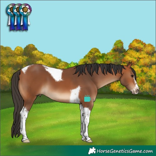 Horse Color:Bay Tobiano Frame 