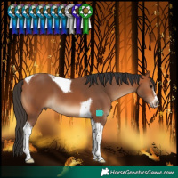 Horse Color:Bay Tobiano Frame 