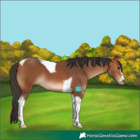 Horse Color:Bay Tobiano Frame