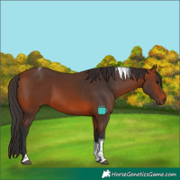 Horse Color:Bay Tobiano