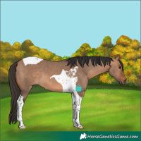 Horse Color:Bay Dun Tobiano 
