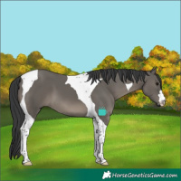 Horse Color:Grullo Tobiano