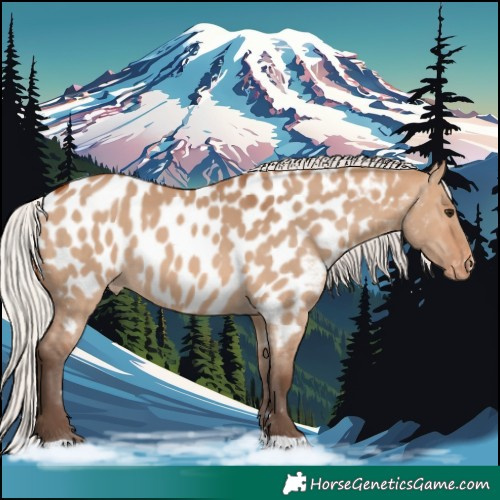 Horse Color:Silver Bay Dun Appaloosa 