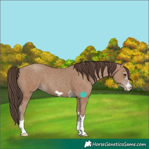 Horse Color:Classic Champagne 