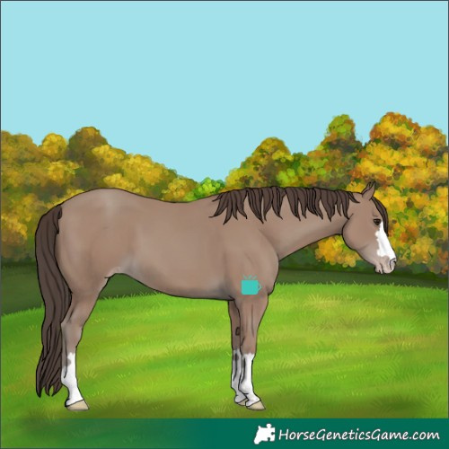 Horse Color:Classic Champagne 