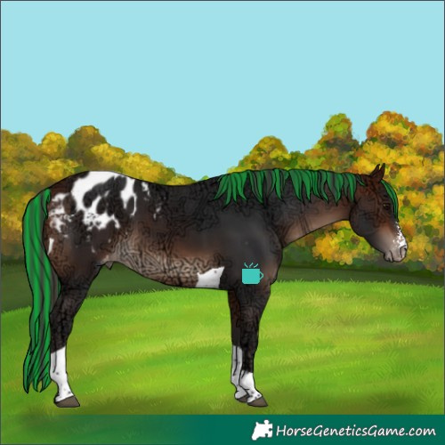 Horse Color:Painted Bay Ice Sabino Tobiano Appaloosa 