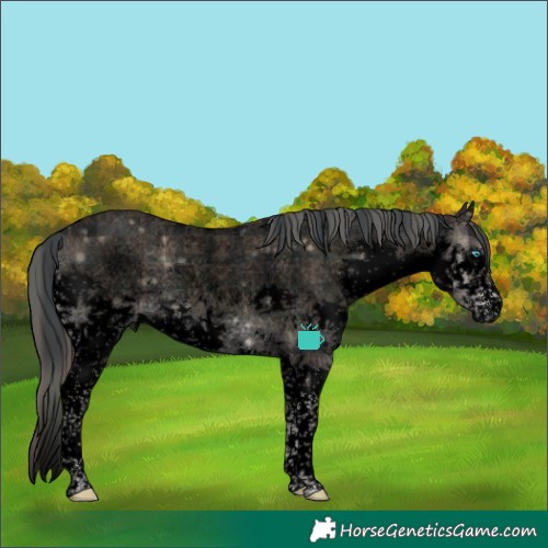 Horse Color:Void Plaid  Blue Onyx Roan Splash Tobiano 