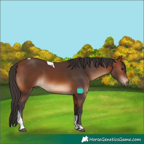 Horse Color:Bay Tobiano 
