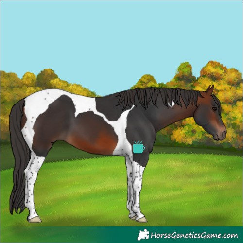 Horse Color:Bay Tobiano 