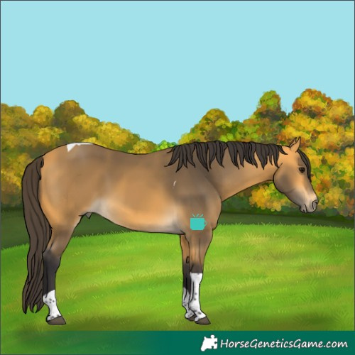 Horse Color:Buckskin Tobiano