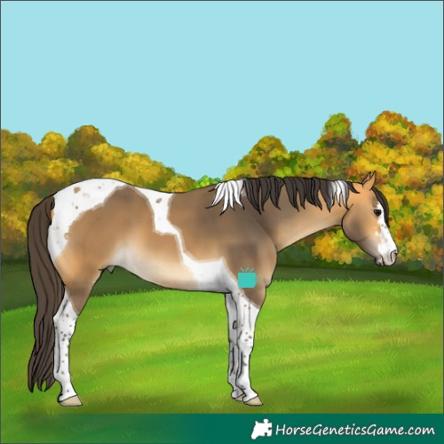 Horse Color:Buckskin Tobiano 