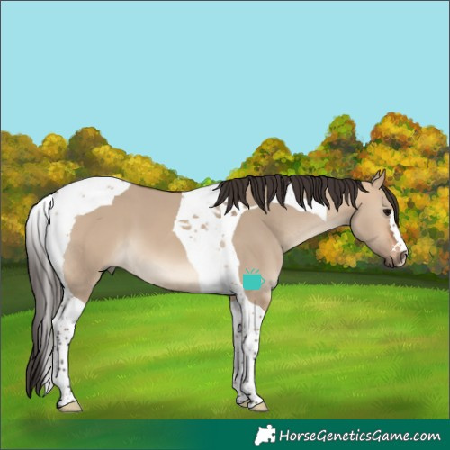 Horse Color:Bay Dun Tobiano