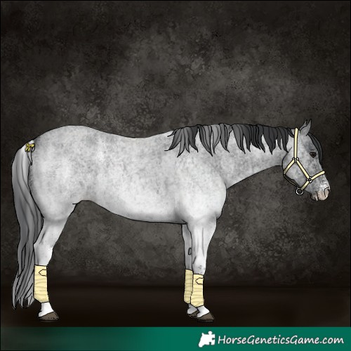 Horse Color:White Spotted Blue Roan Rabicano  and White Spotted Blue Roan Rabicano 