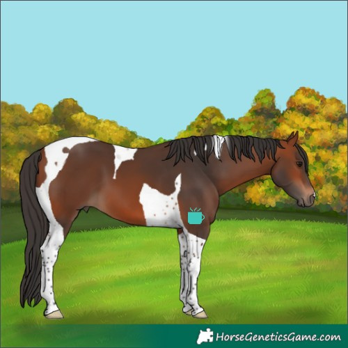 Horse Color:Bay Tobiano 